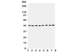 Western blot testing of PGK1 antbody (PGK1 antibody  (Middle Region))