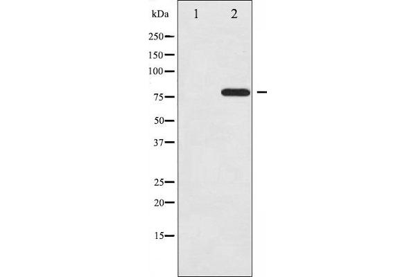 c-Rel antibody  (pSer503)