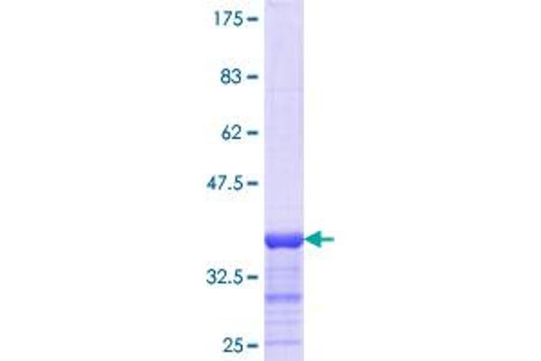 MYL3/CMLC1 Protein (AA 34-106) (GST tag)