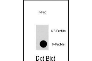 Dot blot analysis of anti-FRp Phospho-specific Pab (Cat. (MTOR antibody  (pThr2446))