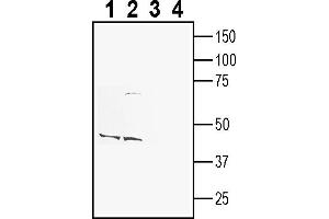 Western blot analysis of rat brain membranes (lanes 1 and 3) and mouse brain membranes (lanes 2 and 4):1-2. (CD63 antibody  (Extracellular))