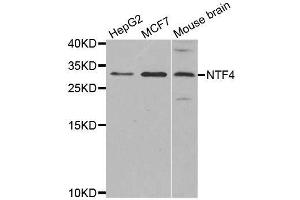 Western blot analysis of extracts of various cell lines, using NTF4 antibody. (Neurotrophin 4 antibody)