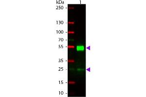 Western blot of Rhodamine conjugated Rabbit Anti-Mouse IgG secondary antibody. (Rabbit anti-Mouse IgG (Heavy & Light Chain) Antibody (TRITC) - Preadsorbed)