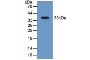 Western blot analysis of recombinant Mouse MAOB. (Monoamine Oxidase B antibody  (AA 206-505))