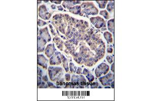 GPD2 Antibody immunohistochemistry analysis in formalin fixed and paraffin embedded human pancreas tissue followed by peroxidase conjugation of the secondary antibody and DAB staining. (GPD2 antibody  (C-Term))