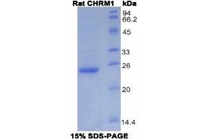SDS-PAGE analysis of Rat CHRM1 Protein. (CHRM1 Protein)