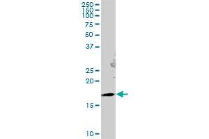 GEMIN6 MaxPab polyclonal antibody. (GEMIN6 antibody  (AA 1-167))