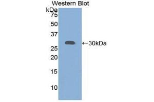 Western Blotting (WB) image for anti-Granulin (GRN) (AA 361-585) antibody (ABIN1859075) (Granulin antibody  (AA 361-585))