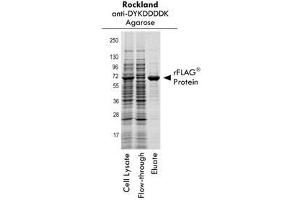 SDS-PAGE of Anti-DYKDDDDK  Affinity Gel. (DYKDDDDK Tag antibody)