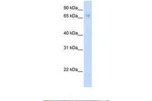 Image no. 1 for anti-Zinc Finger Protein 432 (ZNF432) (C-Term) antibody (ABIN6737867) (ZNF432 antibody  (C-Term))