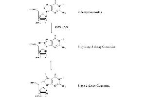Chemical Equation of the Oxidation of Guanosine (8-OHDG ELISA Kit)