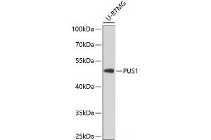 Western blot analysis of extracts of U-87MG cells using PUS1 Polyclonal Antibody at dilution of 1:3000. (PUS1 antibody)