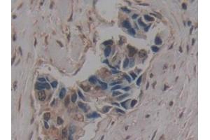 GLG1 antibody  (AA 1048-1145)