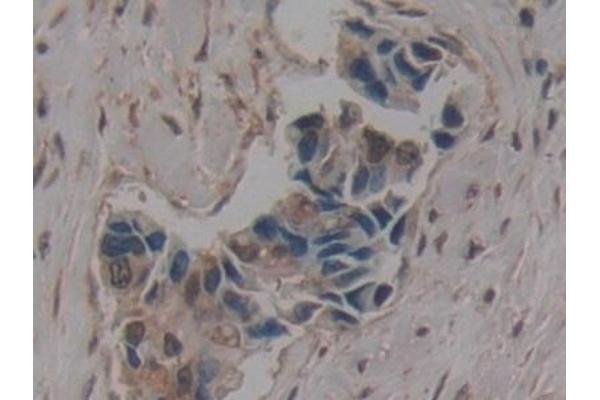 GLG1 antibody  (AA 1048-1145)