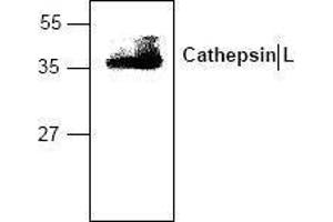 Image no. 1 for anti-Cathepsin L1 (CTSL1) antibody (ABIN127049)