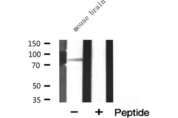 MARK3 antibody  (N-Term)