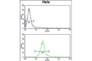 DERL1 Antibody (C-term) (ABIN652693 and ABIN2842462) flow cytometry analysis of Hela cells (bottom histogram) compared to a negative control cell (top histogram). (DERL1 antibody  (C-Term))