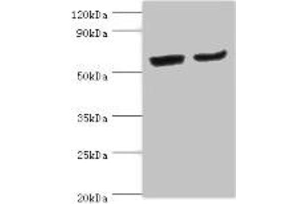 CYP2J2 antibody  (AA 328-502)