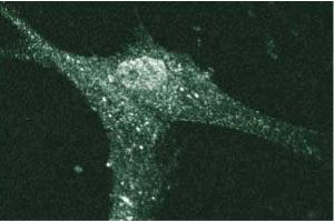 Immunofluorescent staining of Human Fibroblasts with anti-Cadherin-5 antibody. (Cadherin 5 antibody  (AA 26-194))