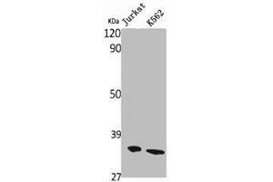 anti-Olfactory Receptor, Family 10, Subfamily AG, Member 1 (OR10AG1) (C-Term) antibody
