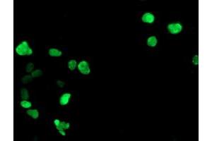 Immunofluorescence (IF) image for anti-General Transcription Factor IIF, Polypeptide 1, 74kDa (GTF2F1) antibody (ABIN1500596)