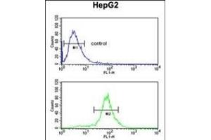 LDHD Antibody (N-term) (ABIN651920 and ABIN2840455) flow cytometric analysis of HepG2 cells (bottom histogram) compared to a negative control cell (top histogram).