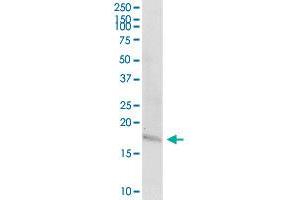 TAC1 MaxPab rabbit polyclonal antibody. (TAC1 antibody  (AA 1-129))