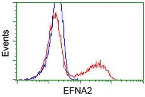 HEK293T cells transfected with either RC213728 overexpress plasmid (Red) or empty vector control plasmid (Blue) were immunostained by anti-EFNA2 antibody (ABIN2452972), and then analyzed by flow cytometry. (Ephrin A2 antibody)