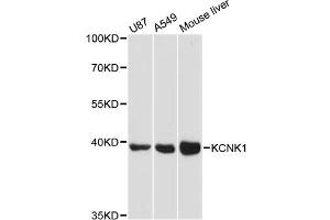 Western blot analysis of extracts of various cell lines, using KCNK1 antibody (ABIN6290540) at 1:3000 dilution. (KCNK1 antibody)