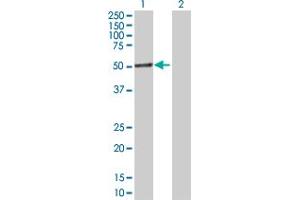 Western Blot analysis of IL1RAP expression in transfected 293T cell line by IL1RAP MaxPab polyclonal antibody. (IL1RAP antibody  (AA 1-356))