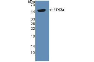 Western blot analysis of recombinant Human ADCYAP1. (PACAP antibody  (AA 17-176))