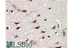 ABIN185356 (5µg/ml) staining of paraffin embedded Human Cerebral Cortex. (DYX1C1 antibody  (C-Term))