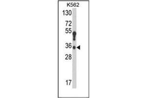 Western blot analysis of 17-beta-HSD3 / HSD17B3 Antibody (Center) in K562 cell line lysates (35ug/lane). (HSD17B3 antibody  (Middle Region))