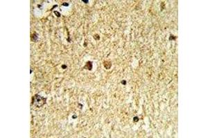 IHC analysis of FFPE human brain tissue with Olig3 antibody (OLIG3 antibody  (AA 74-100))