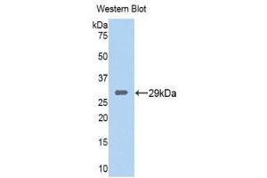 Western Blotting (WB) image for anti-Tryptase beta 2 (TPSB2) (AA 35-275) antibody (ABIN1176185) (TPSB2 antibody  (AA 35-275))