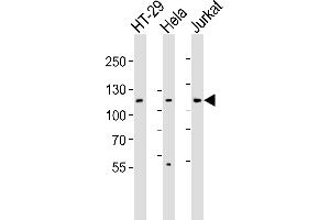 Western blot analysis of lysates from HT-29, Hela, Jurkat cell line (from left to right), using JAK1 Antibody (N-term) (ABIN6242901 and ABIN6577480).