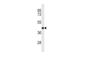 MCL1 Antibody (Center) (ABIN657627 and ABIN2846623) western blot analysis in Y79 cell line lysates (35 μg/lane). (MCL-1 antibody  (AA 217-245))