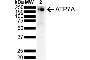 Western Blot analysis of Rat Liver showing detection of ~180 kDa Copper Transporting ATPase 1 protein using Mouse Anti-Copper Transporting ATPase 1 Monoclonal Antibody, Clone S60-4 (ABIN1027714). (ATP7A antibody  (AA 42-61))