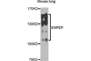Western blot analysis of extracts of mouse lung, using ENPEP antibody (ABIN5975067) at 1/1000 dilution. (ENPEP antibody)