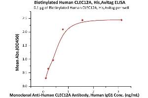 Immobilized Biotinylated Human CLEC12A, His,Avitag (ABIN6973031) at 1 μg/mL (100 μL/well) on streptavidin  precoated (0. (CLEC12A Protein (AA 65-265) (AVI tag,His tag,Biotin))