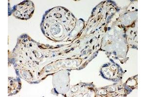 IHC-P: Optineurin antibody testing of human placenta tissue (OPTN antibody  (AA 241-577))