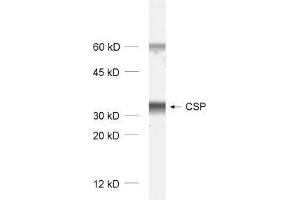 dilution: 1 : 1000, sample: rat brain homogenate (DNAJC5 antibody)