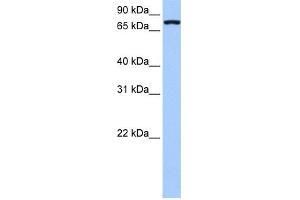 WB Suggested Anti-NLGN4X Antibody Titration:  0. (Neuroligin 4 antibody  (Middle Region))