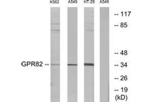Western blot analysis of extracts from A549/K562/HT-29 cells, using GPR82 Antibody. (GPR82 antibody  (AA 121-170))