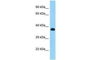 Image no. 1 for anti-Keratocan (KERA) (AA 196-245) antibody (ABIN1493172) (KERA antibody  (AA 196-245))