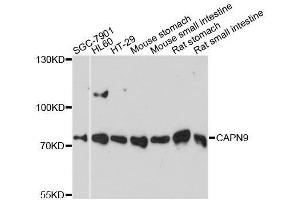 Western blot analysis of extracts of various cell lines, using CAPN9 antibody. (Calpain 9 antibody  (AA 391-690))
