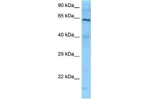 WB Suggested Anti-PLK1 Antibody   Titration: 1. (PLK1 antibody  (N-Term))