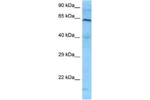 WB Suggested Anti-PLK1 Antibody   Titration: 1. (PLK1 antibody  (N-Term))