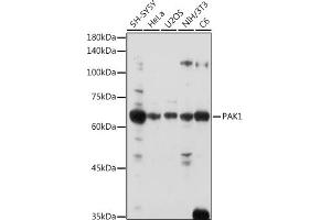 Western blot analysis of extracts of various cell lines, using P antibody  at 1:1000 dilution.