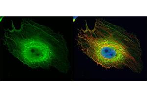 ICC/IF Image ENO1 antibody [N3C3] detects ENO1 protein at cytoplasm by immunofluorescent analysis. (ENO1 antibody)